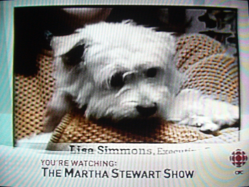 Chyron at screen bottom reads You're watching: The Martha Stewart Show on top of another Chyron from the show. Small white dog in main picture